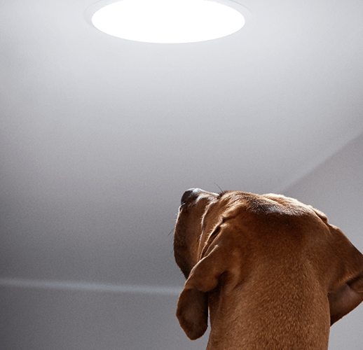 Pies patrzący na świetlika tunelowego